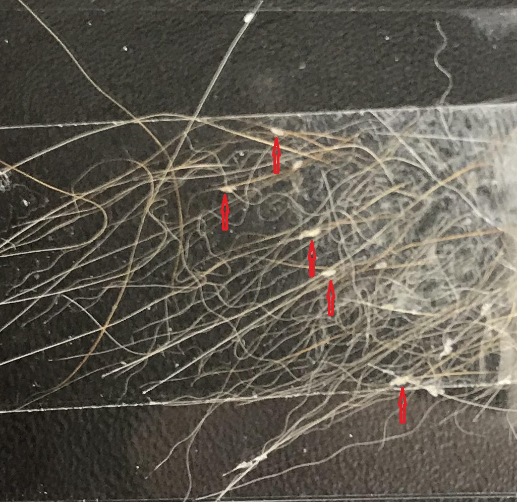 f:id:Mrshamster:20211003120534j:plain