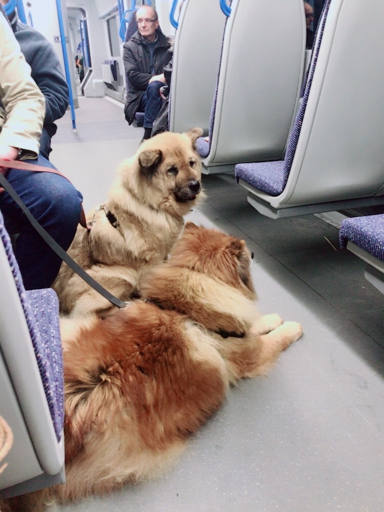 f:id:MsBiscuit:20180225202059j:image f:id:MsBiscuit:20180225202059j:image