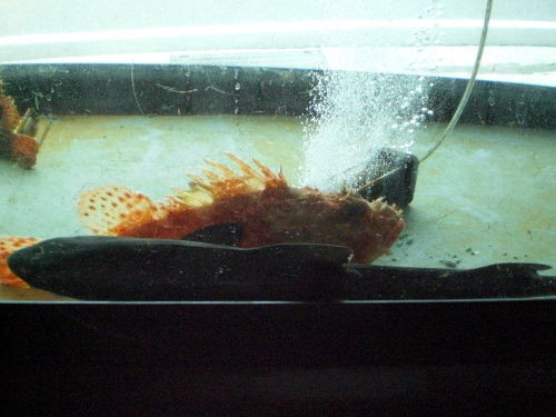 f:id:Msakae:20090324094851j:image