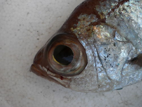 デンデン 本日の魚 おまけ 真鶴栄寿司