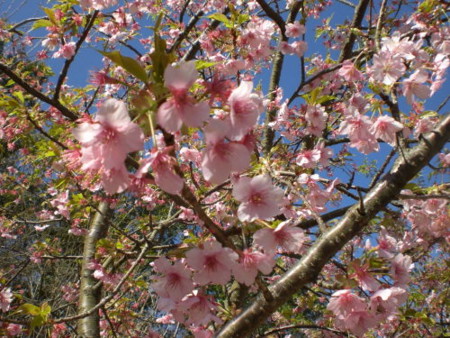 f:id:Msakae:20110209102253j:image