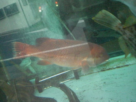 f:id:Msakae:20110218104014j:image