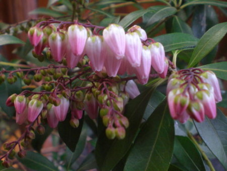 f:id:Msakae:20110225102153j:image