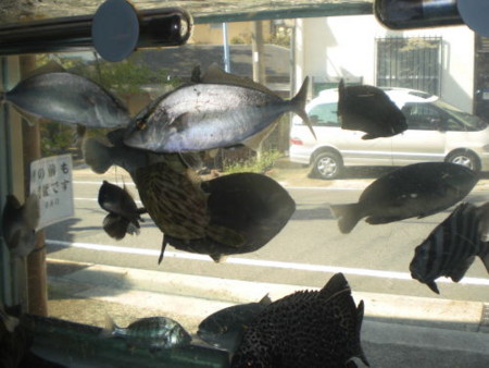 f:id:Msakae:20110302102122j:image