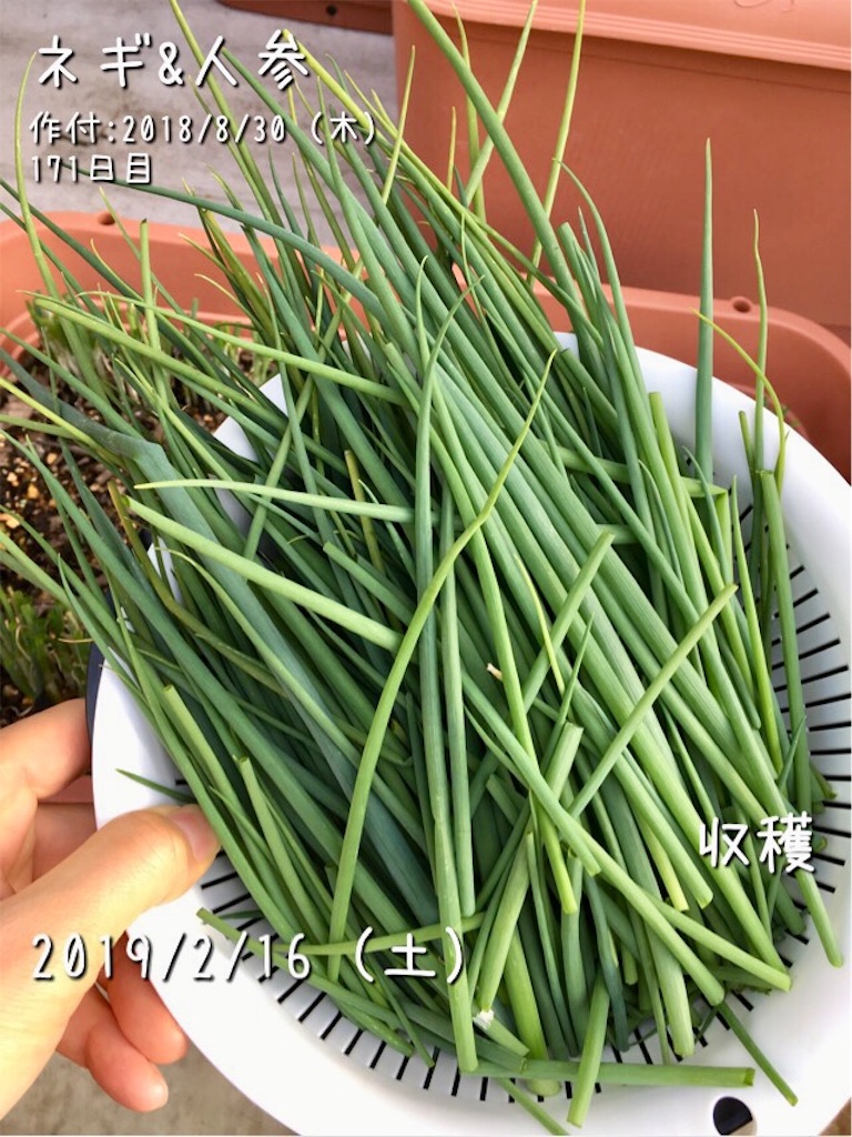 葉ネギ君 次男 とベビーリーフの収穫 お天気めがねの家庭菜園日記