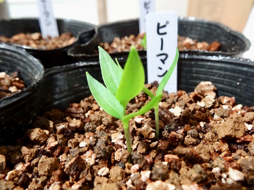 胸の谷間でピーマンを育てるの巻 お天気めがねの家庭菜園日記