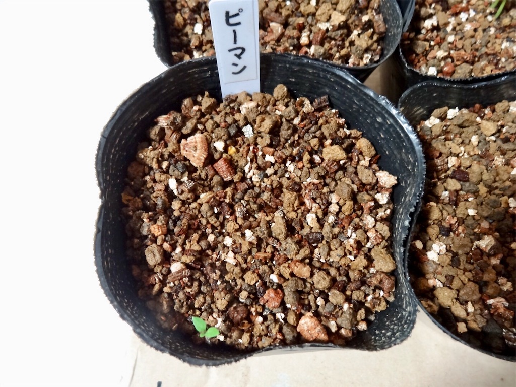 胸の谷間でピーマンを育てるの巻 お天気めがねの家庭菜園日記