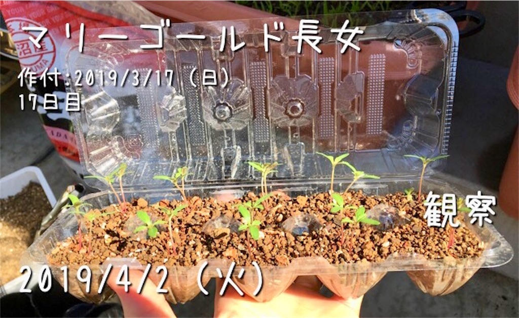 マリーゴールドと金魚草のポット上げ お天気めがねの家庭菜園日記