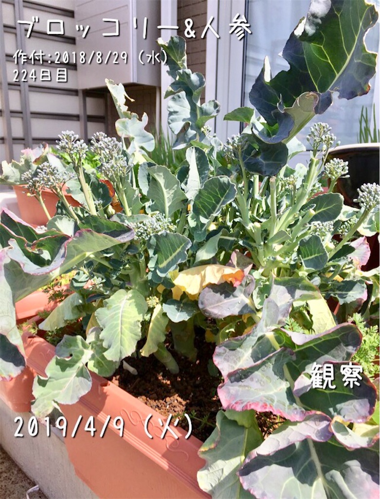 収穫を終えたブロッコリー君の根鉢がやばい お天気めがねの家庭菜園日記 収穫を終えたブロッコリー君の根鉢がやばい お天気めがねの家庭菜園日記