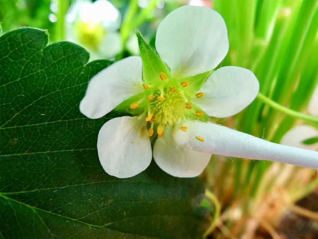 いちごが膨らみ始めた 人工授粉成功か お天気めがねの家庭菜園日記