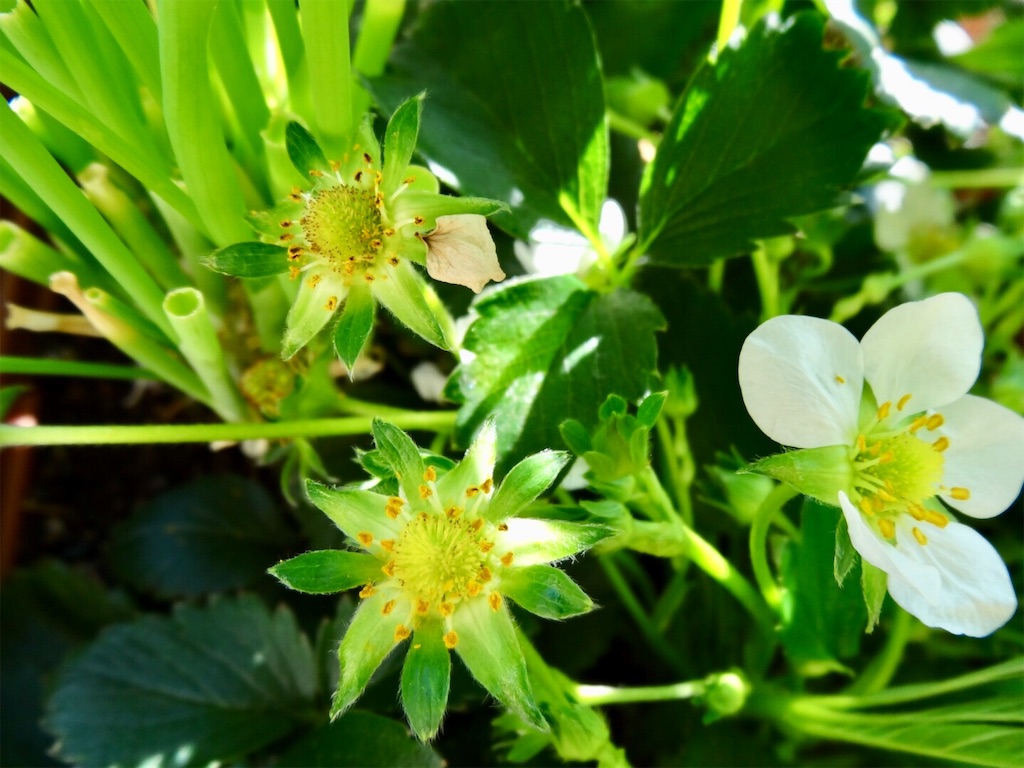 いちごが膨らみ始めた 人工授粉成功か お天気めがねの家庭菜園日記