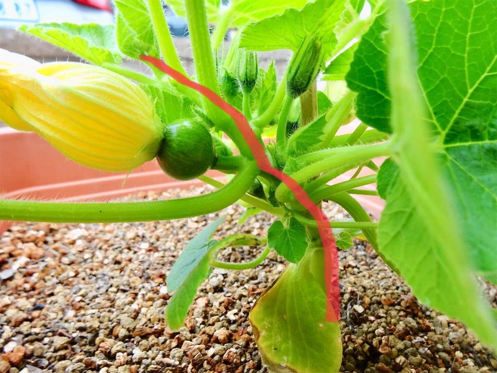 カボチャの花の受粉能力に愕然 お天気めがねの家庭菜園日記