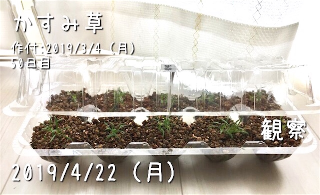 かすみ草のポット上げ お天気めがねの家庭菜園日記