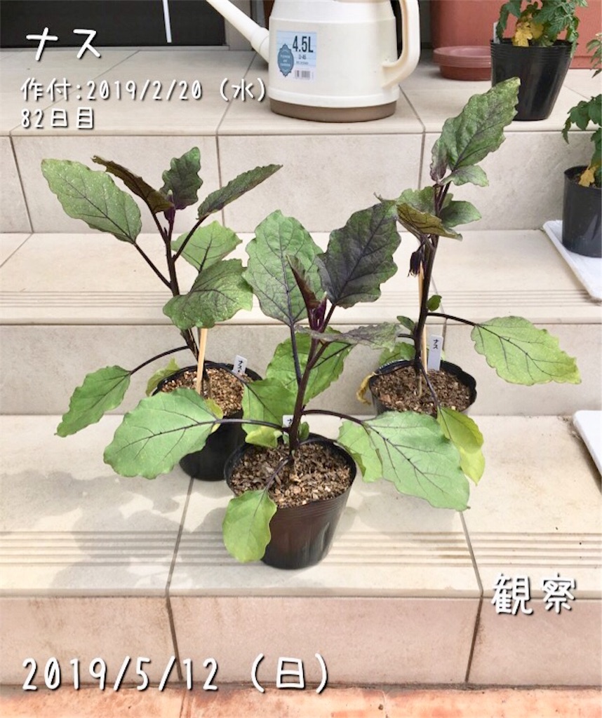 ナスの定植 定植に適した天気と時間帯は お天気めがねの家庭菜園日記