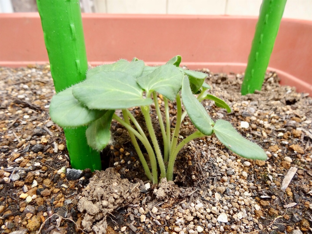 オクラの間引き 発芽率100 お天気めがねの家庭菜園日記 オクラの間引き 発芽率100 お天気めがねの家庭菜園日記