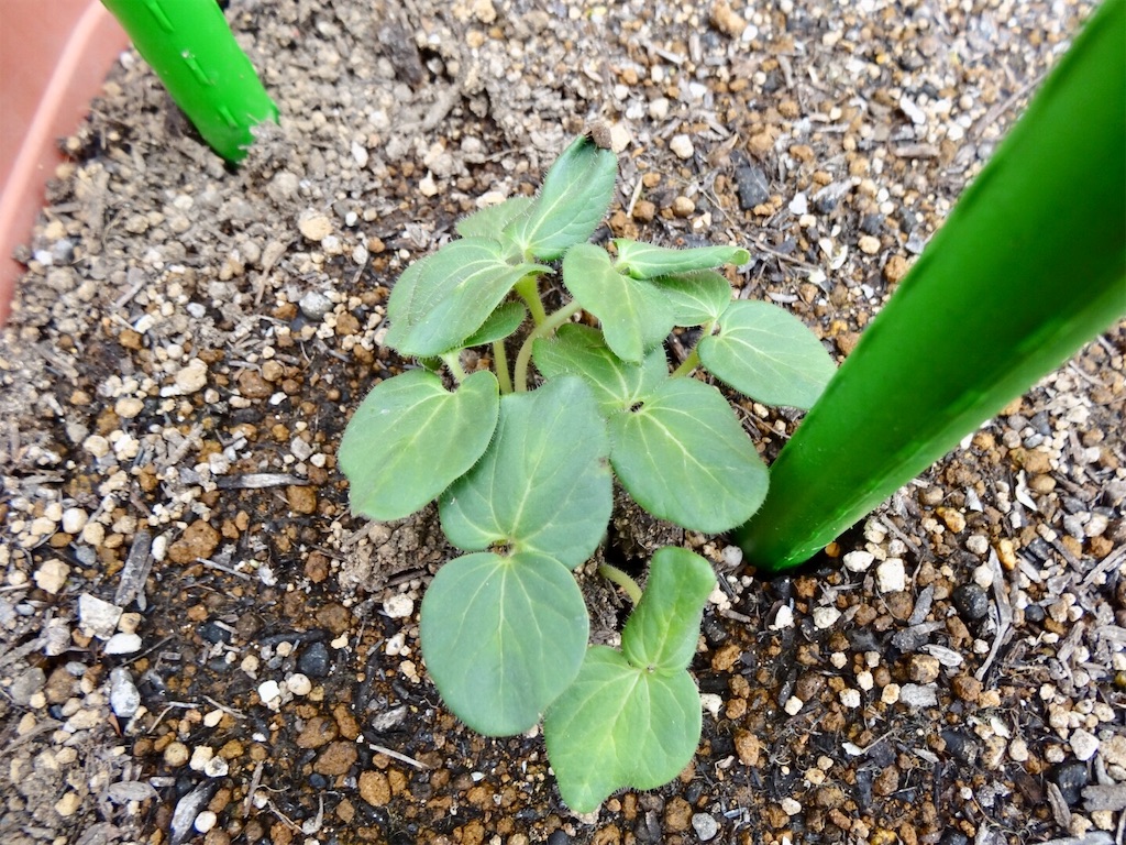 オクラの間引き 発芽率100 お天気めがねの家庭菜園日記 オクラの間引き 発芽率100 お天気めがねの家庭菜園日記