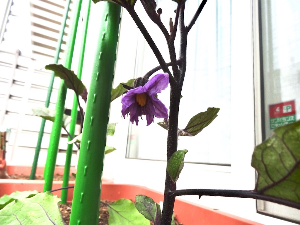 ナスの一番花が開花 ナスの一番花は摘花 着果 お天気めがねの家庭菜園日記