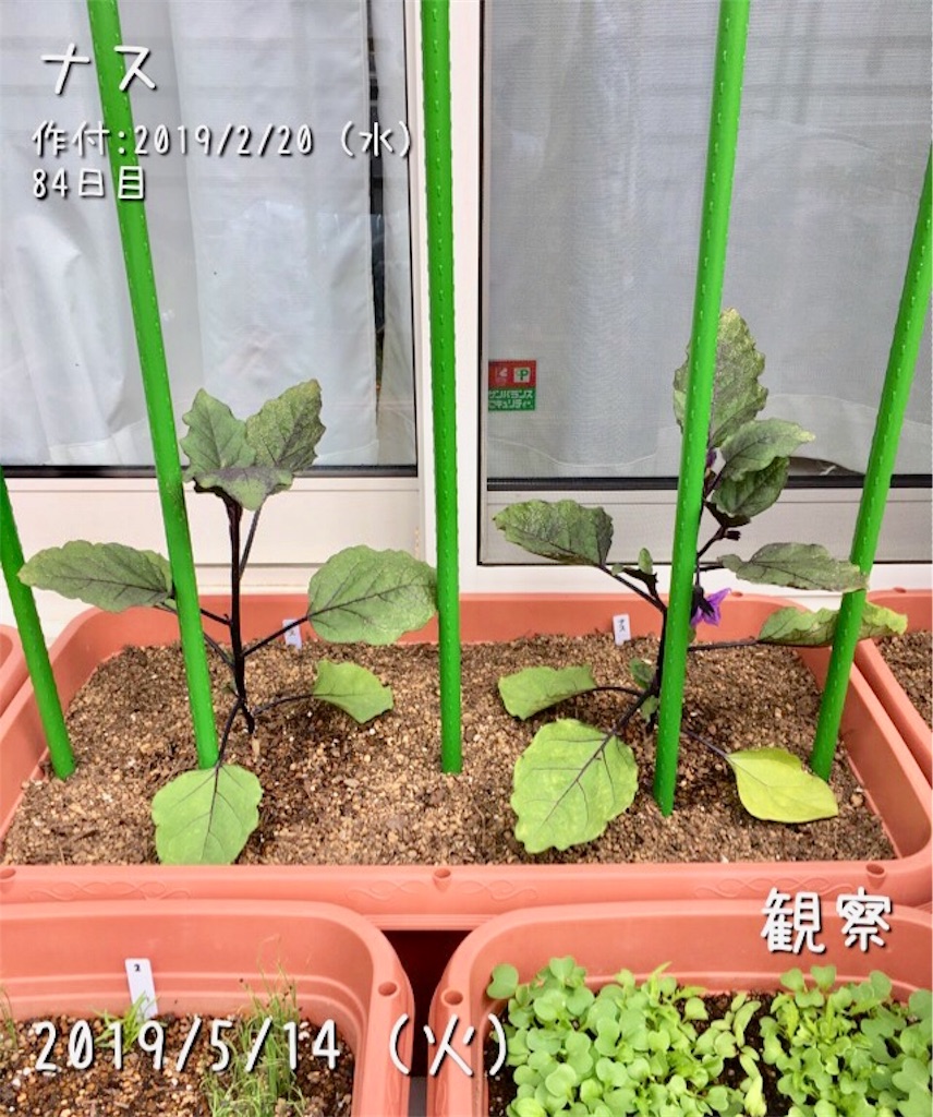 ナスの一番花が開花 ナスの一番花は摘花 着果 お天気めがねの家庭菜園日記