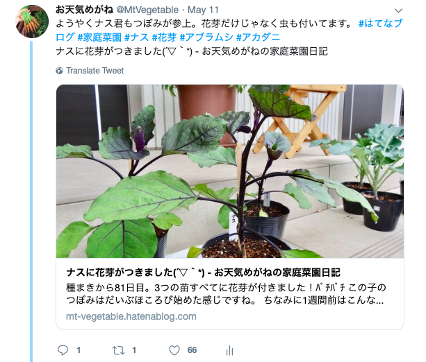 ナスの一番花が開花 ナスの一番花は摘花 着果 お天気めがねの家庭菜園日記