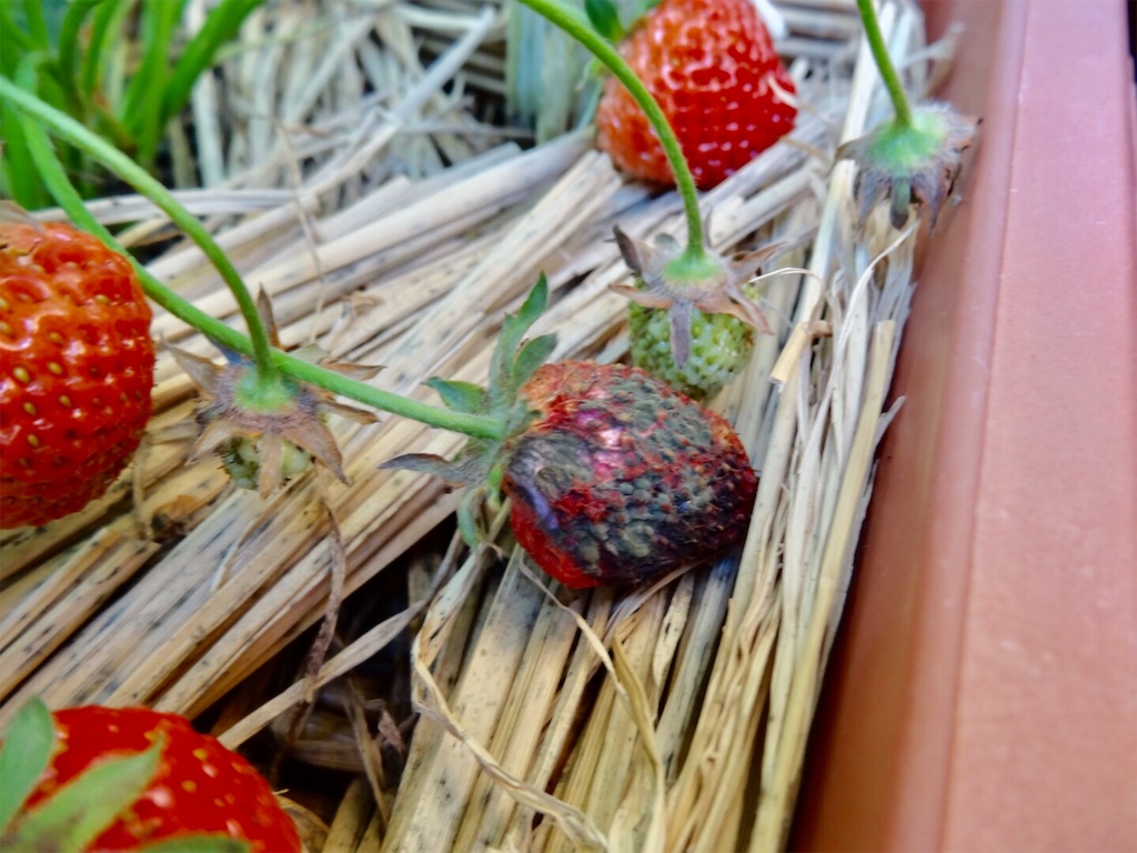 イチゴちゃんとかびるんるん お天気めがねの家庭菜園日記