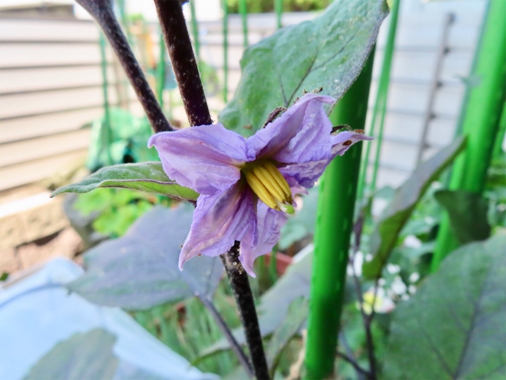 ナスの実に穴 犯人はいったい ヨトウムシなのかな お天気めがねの家庭菜園日記
