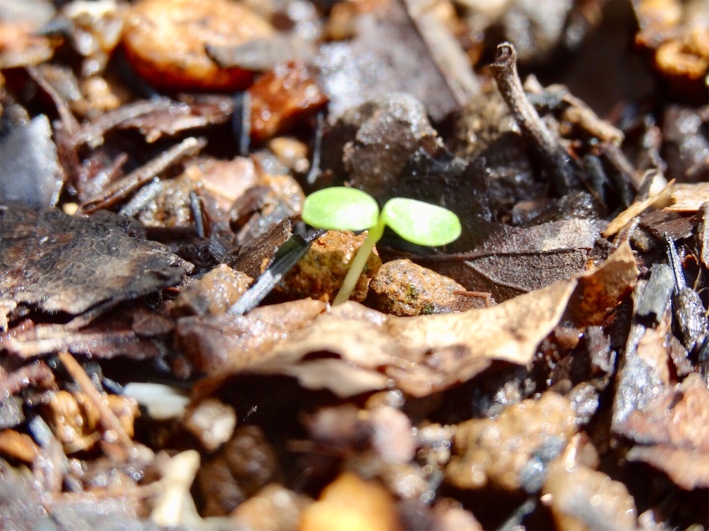 パンジー ビオラ ネモフィラも命の芽吹き お天気めがねの家庭菜園日記 パンジー ビオラ ネモフィラも命の芽吹き お天気めがねの家庭菜園日記