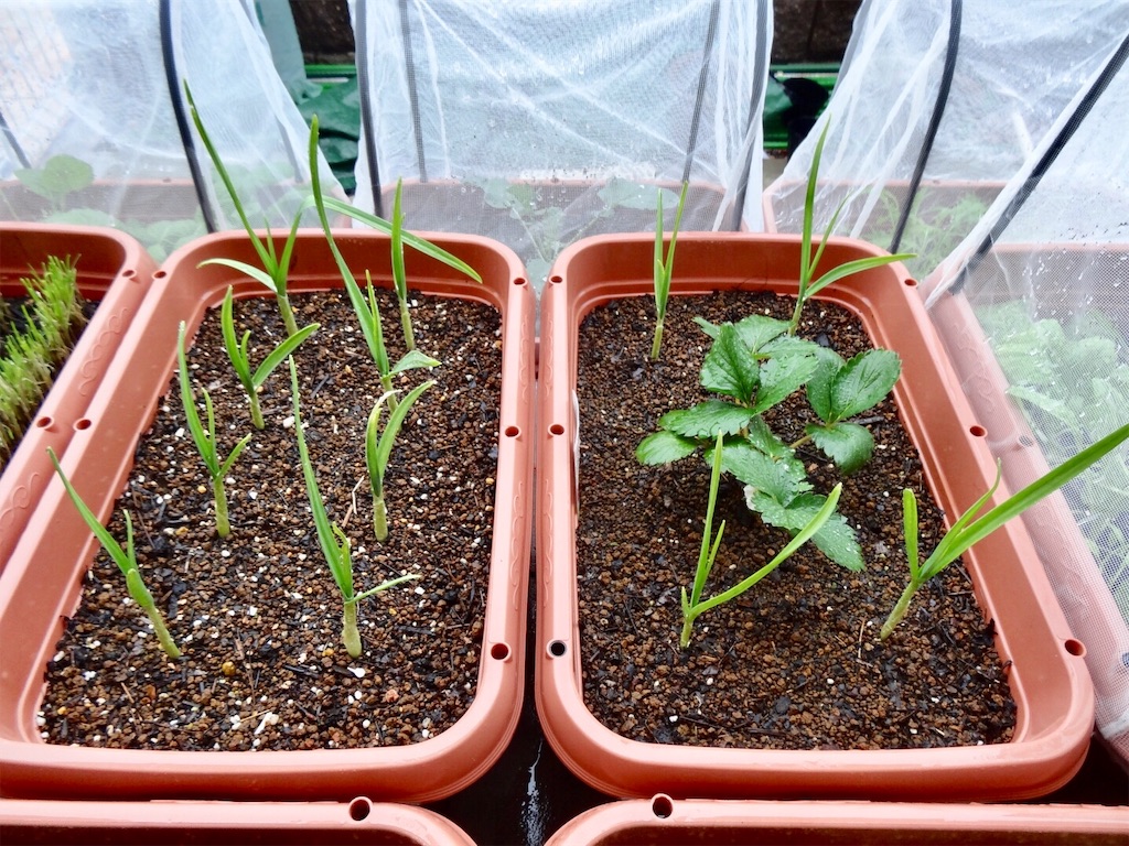 秋冬野菜のプランター配置図 お天気めがねの家庭菜園日記