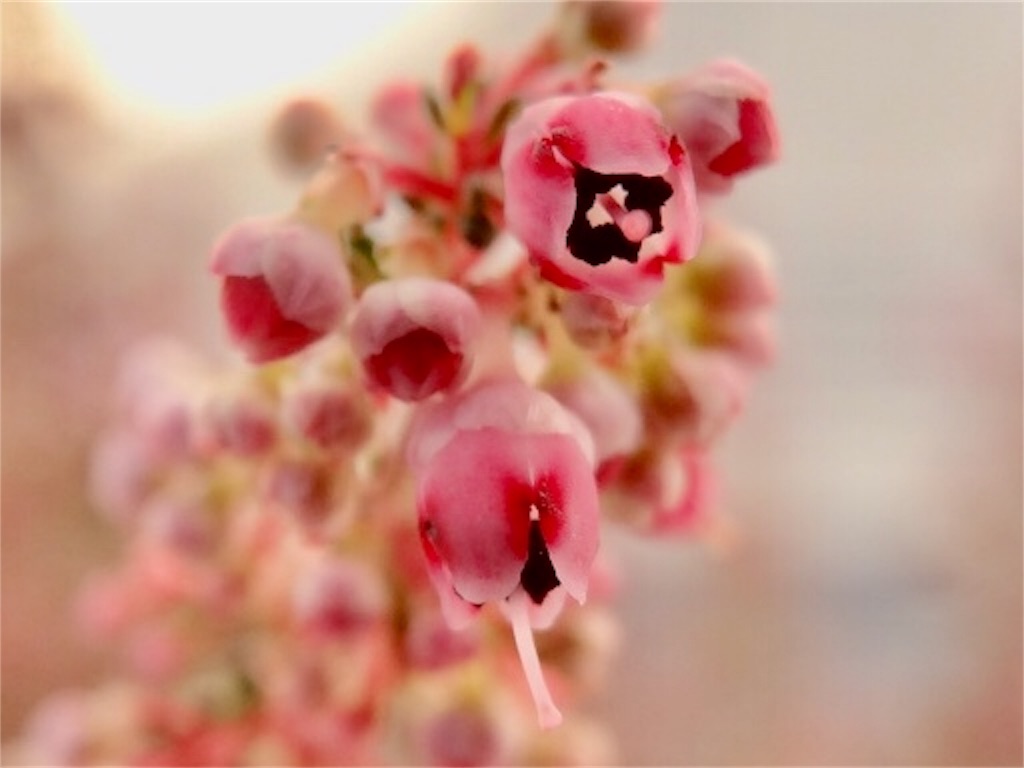 エリカの花言葉は裏切り 孤独 寂しさ お天気めがねの家庭菜園日記