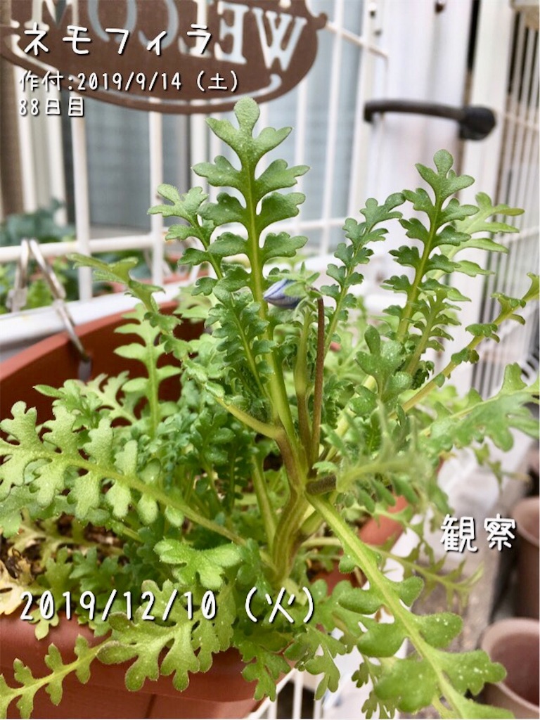 ネモフィラに季節外れのつぼみ 19年秋は観測史上最も高温に お天気めがねの家庭菜園日記 ネモフィラに季節外れのつぼみ 19年秋は観測史上最も高温に お天気めがねの家庭菜園日記