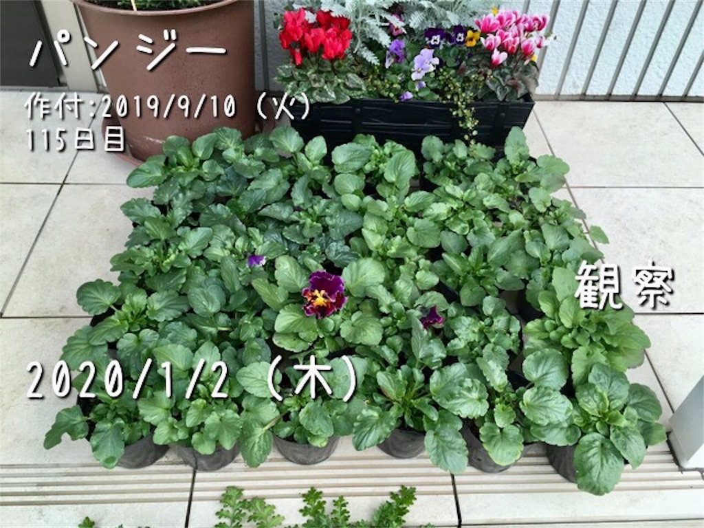 フリルパンジー開花 お天気めがねの家庭菜園日記
