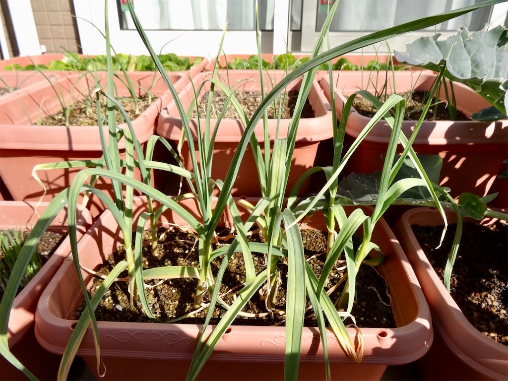 ニンニクの花芽が出てきた お天気めがねの家庭菜園日記
