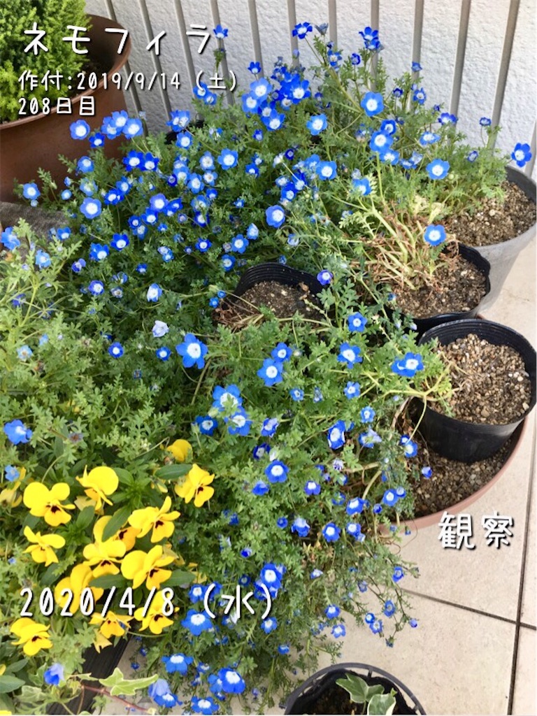 ネモフィラ撤収 満を持してパンジー登場 お天気めがねの家庭菜園日記 ネモフィラ撤収 満を持してパンジー登場 お天気めがねの家庭菜園日記