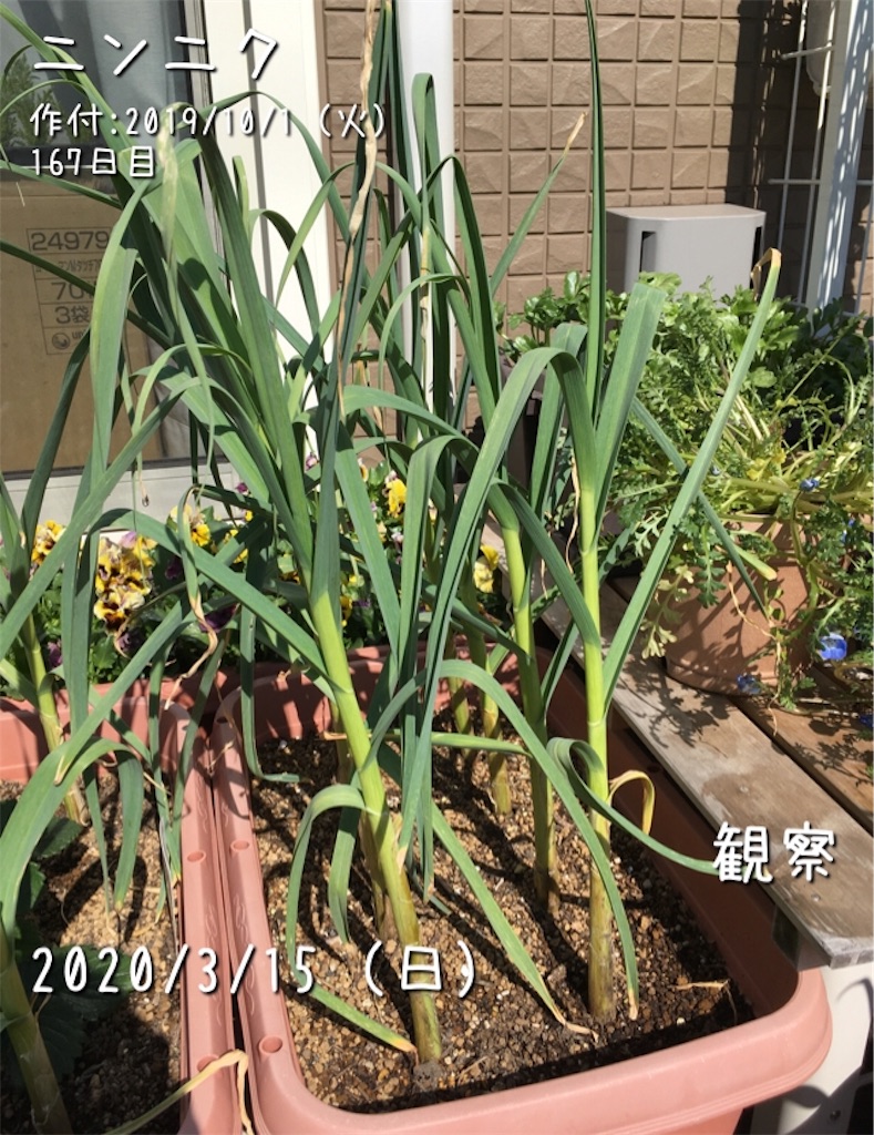 ニンニクの花芽が出てきた お天気めがねの家庭菜園日記