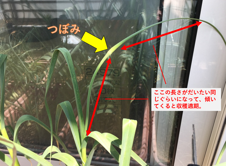 にんにくの芽の初収穫 お天気めがねの家庭菜園日記 にんにくの芽の初収穫 お天気めがねの家庭菜園日記
