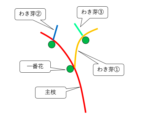 ミニトマト ナス ピーマンのわき芽かき お天気めがねの家庭菜園日記