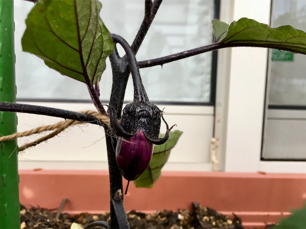 ミニトマトに着果 ナスを摘果 ピーマンは摘花 お天気めがねの家庭菜園日記 ミニトマトに着果 ナスを摘果 ピーマンは摘花 お天気めがねの家庭菜園日記