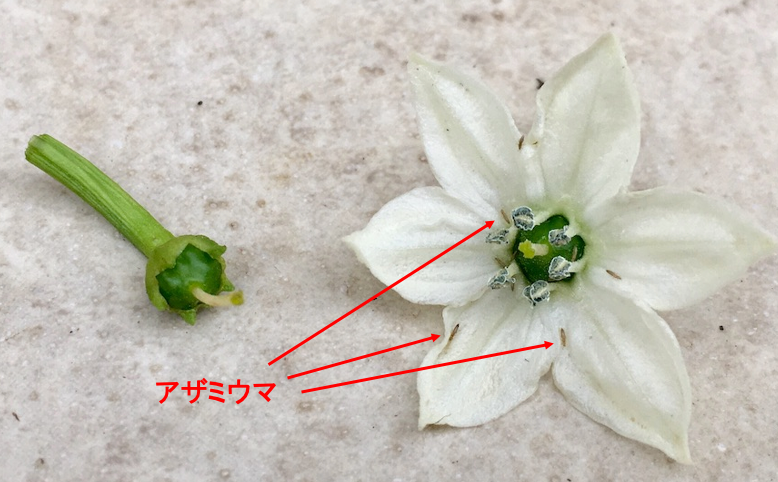 ミニトマトに着果 ナスを摘果 ピーマンは摘花 お天気めがねの家庭菜園日記 ミニトマトに着果 ナスを摘果 ピーマンは摘花 お天気めがねの家庭菜園日記