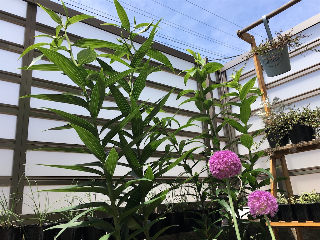 タキイさんの秋植え球根の掘り上げ お天気めがねの家庭菜園日記