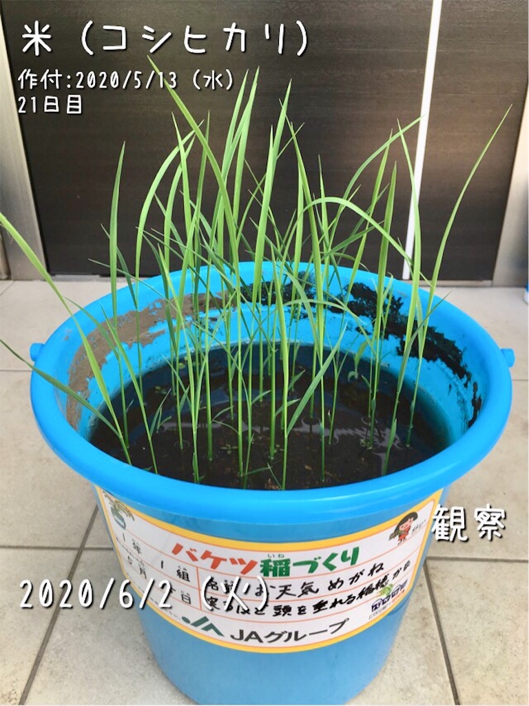 バケツ稲の植え替え お天気めがねの家庭菜園日記