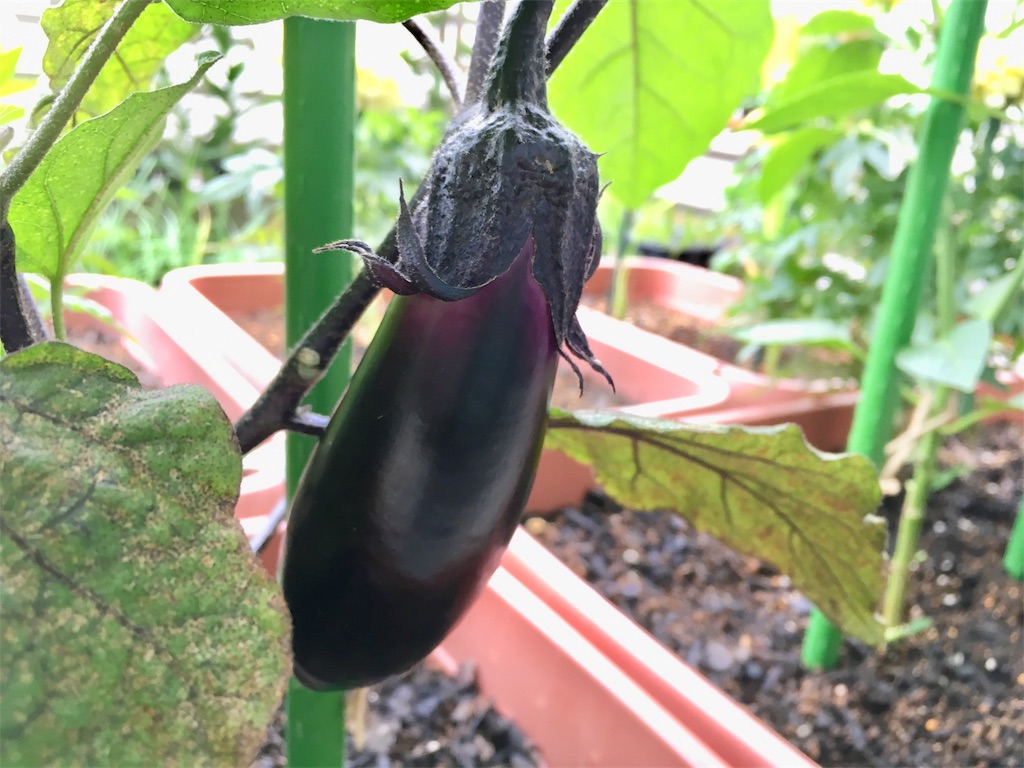 ナスの初収穫 今後の整枝のやり方は お天気めがねの家庭菜園日記