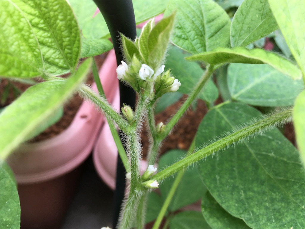 枝豆の花って小さいんですね お天気めがねの家庭菜園日記