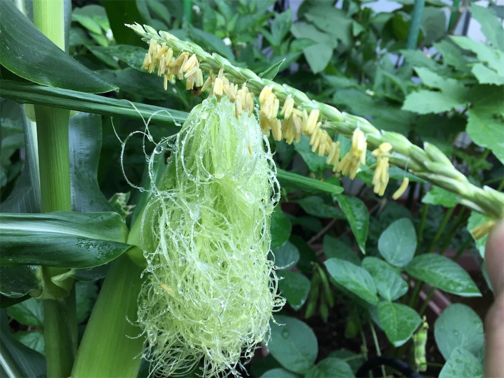 トウモロコシ 不安だらけの人工授粉 お天気めがねの家庭菜園日記