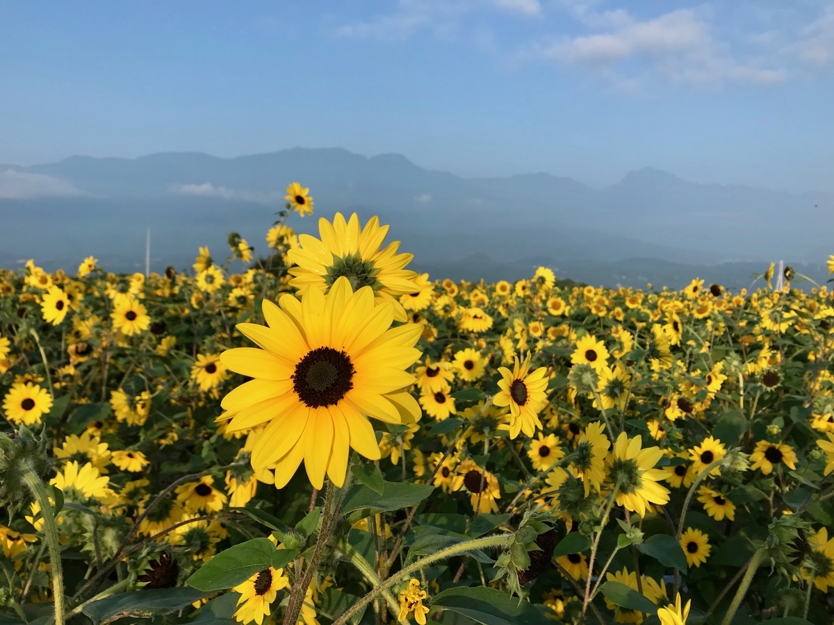 f:id:Mtkisco3:20190730132336j:plain