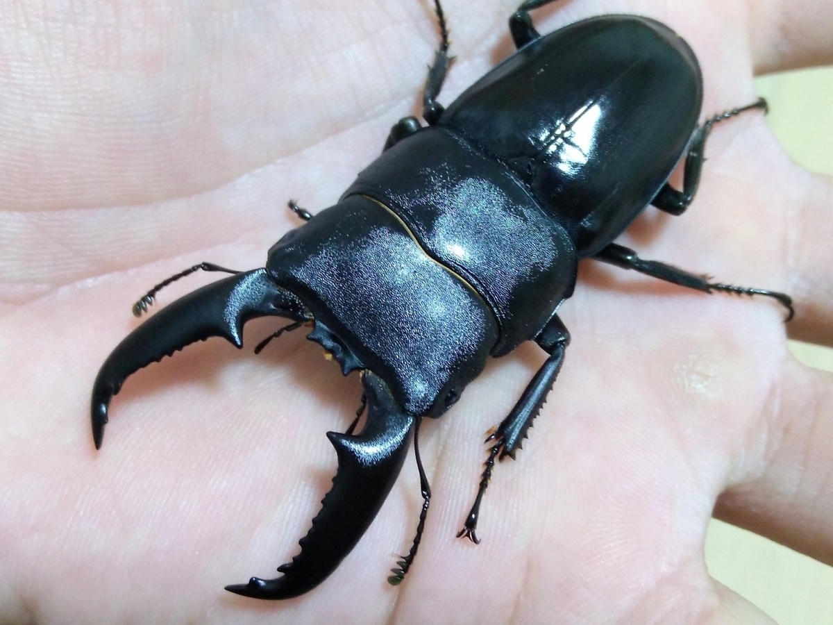 ハイブリッドヒラタ飼育記 高校生が虫さんに遊んでもらう話