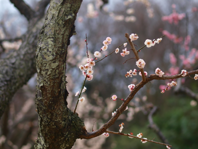 f:id:MusiKure:20150315110502j:plain