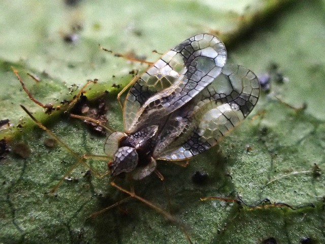 ツツジグンバイ 虫暮れ