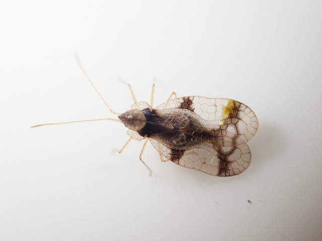 ツツジグンバイ 虫暮れ