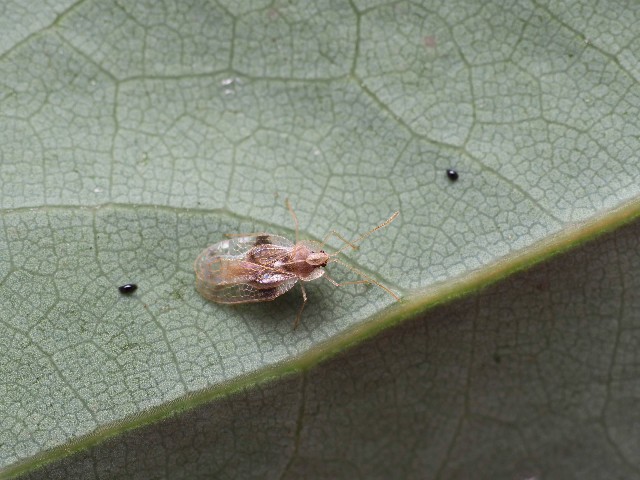 f:id:MusiKure:20191104215651j:image f:id:MusiKure:20191104215651j:image