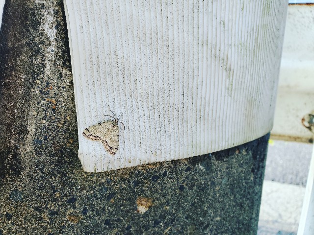 f:id:MusiKure:20191124185056j:image f:id:MusiKure:20191124185056j:image