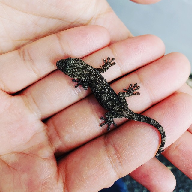 f:id:MusiKure:20191124185914j:image f:id:MusiKure:20191124185914j:image